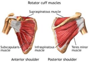 anatomy of the rotator cuff