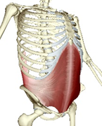 muscles to strengthen for back pain